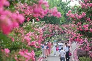 国产网红紫薇在线