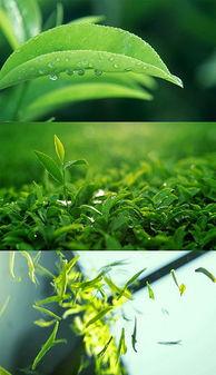 嫩芽杀青视频在线观看国产,嫩芽杀青视频，带你领略茶香四溢的国茶魅力